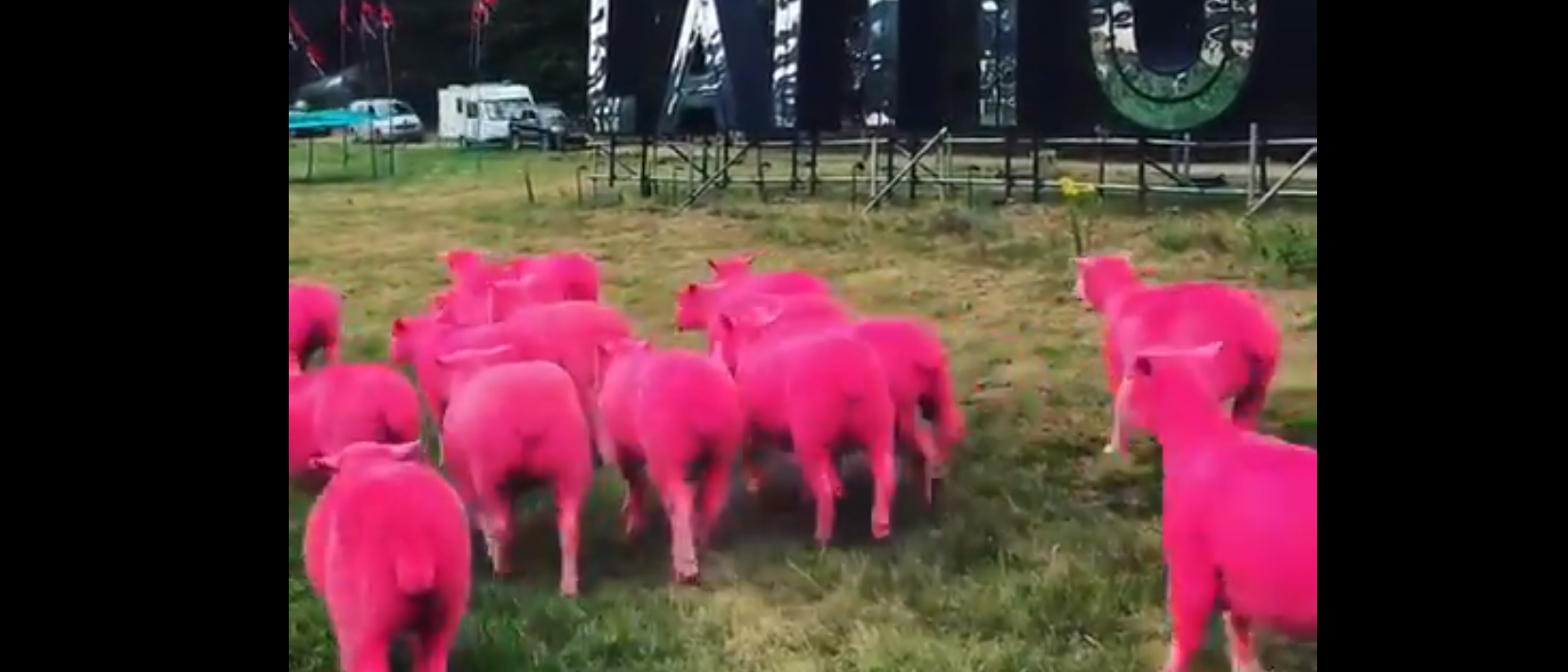 Festival de música é imensamente criticado por campanha com ovelhas tingidas de rosa