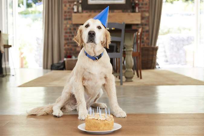 Como comemorar o aniversário de seu pet