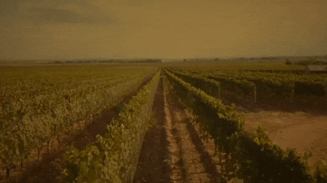 O sonho de ter sua própria vinícola agora no Brasil.