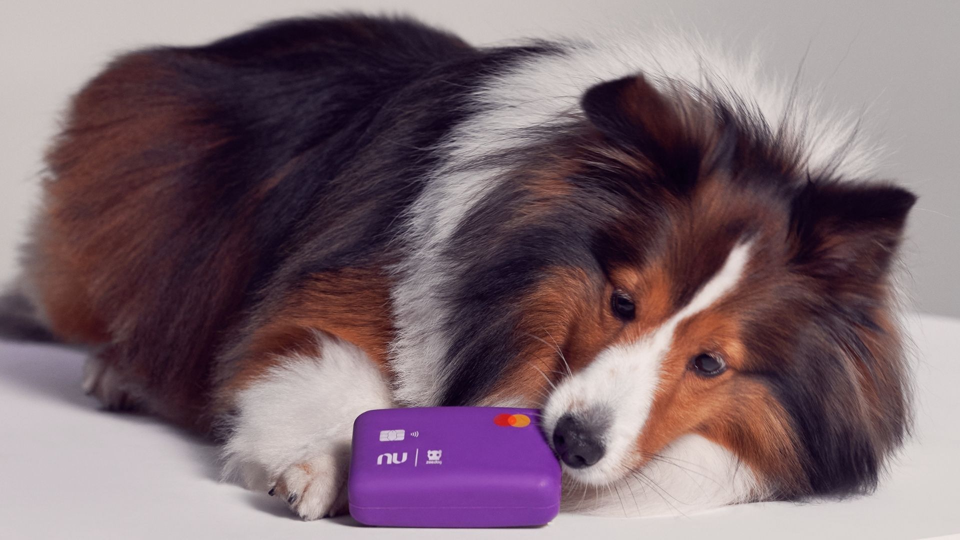 Nubank e Zee.Dog lançam cartão de brinquedo para cachorros