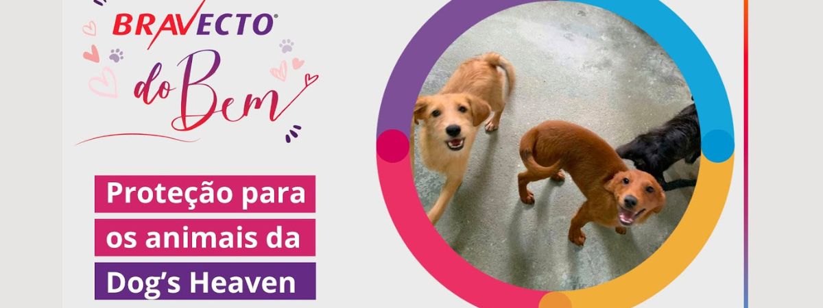 Iniciativa da MSD Saúde Animal promove ação social pet com Paolla Oliveira e Ivete Sangalo 