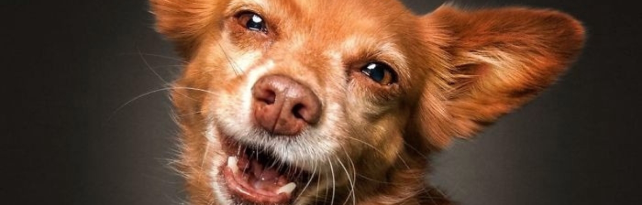 Fotógrafo diverte web com cliques inusitados de cães