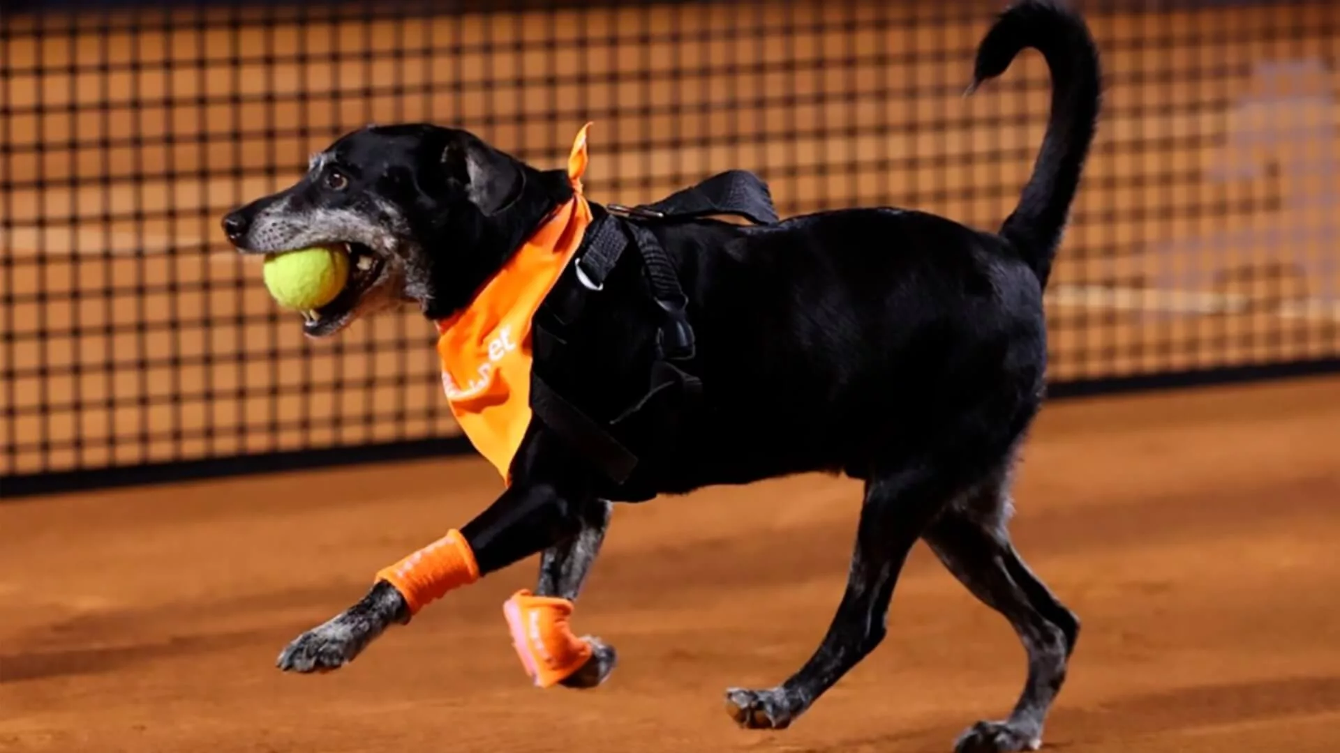 PremieRpet promove adoção e talentos caninos no Rio Open 2024