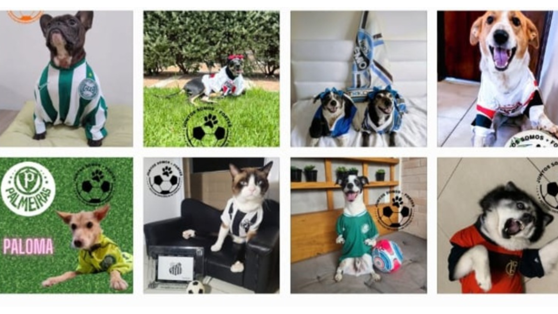 Campanha promove a visibilidade e inclusão de pets com deficiência junto ao futebol