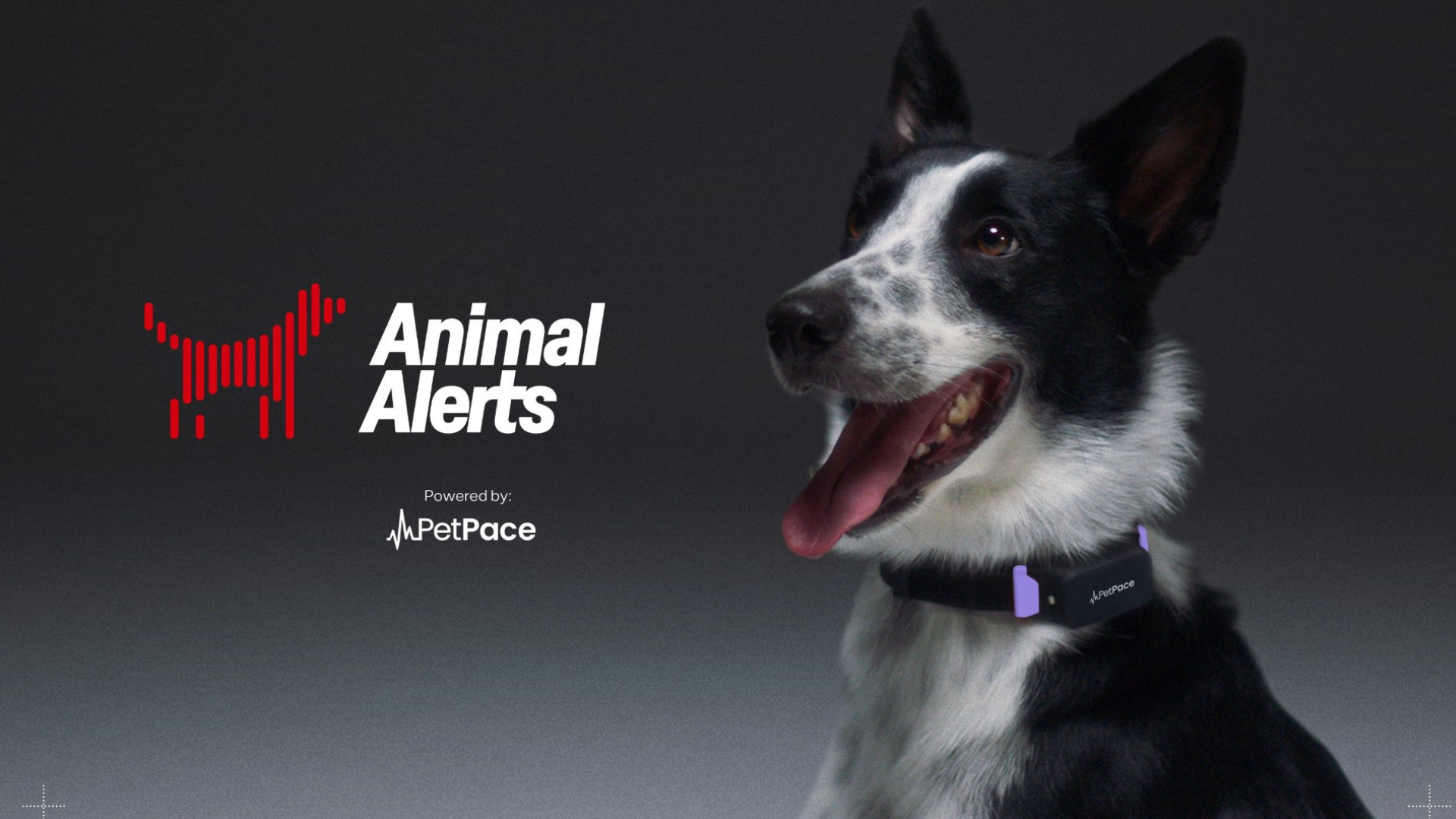 Animal Alerts combina tecnologia e compartamento de cães para prever terremotos