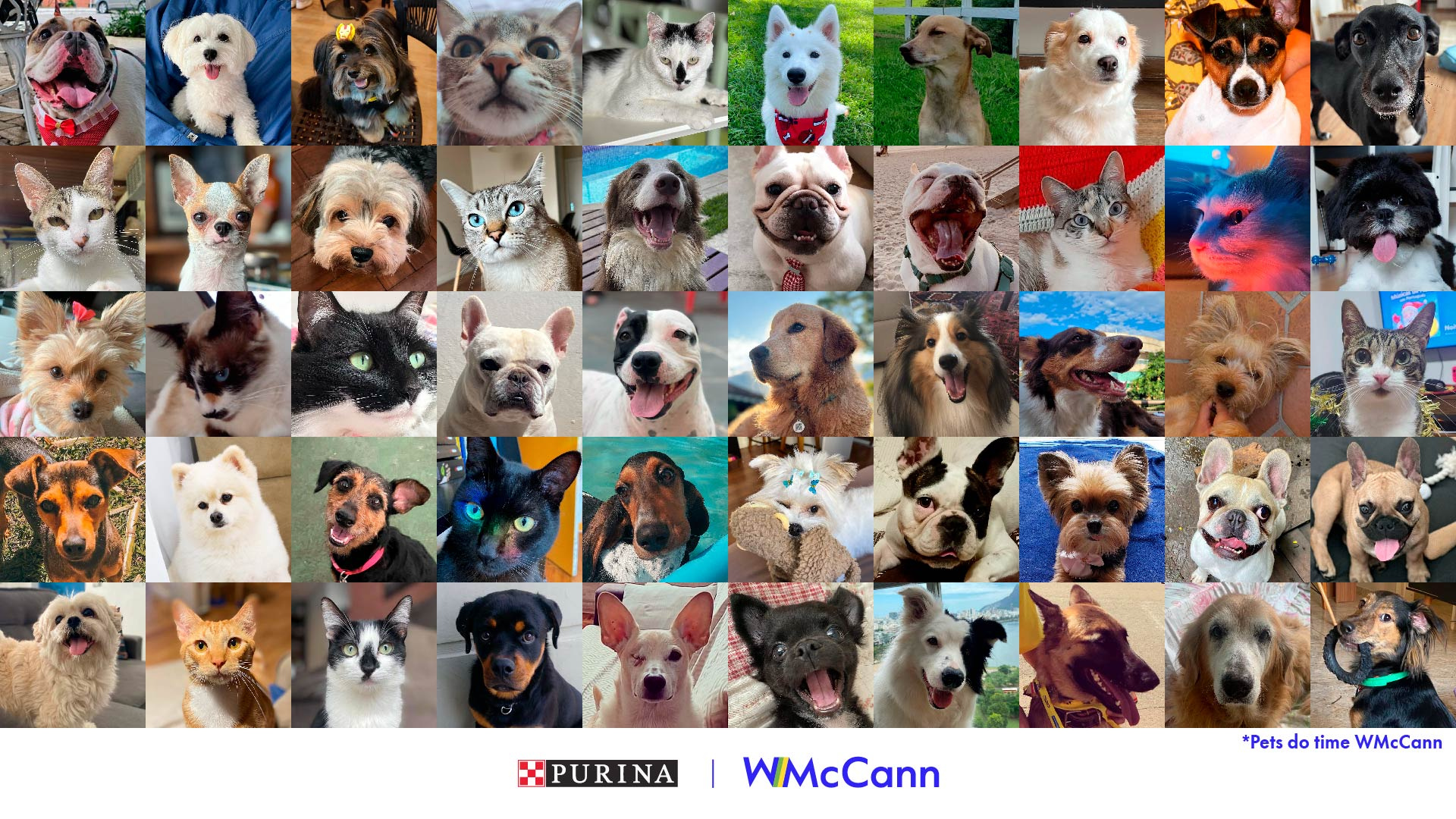 WMcCann é a nova agência de comunicação da Nestlé Purina, marca para pets  